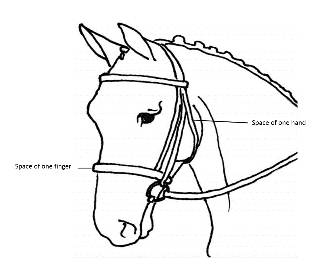 ADJUSTING THE BRIDLE | Horse Courses Online