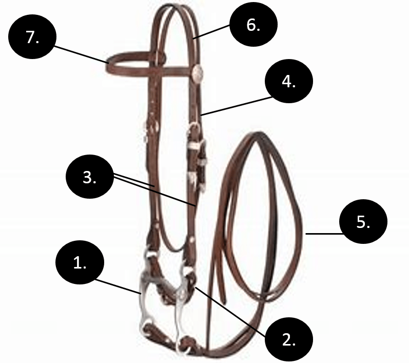 Parts Of The Bridle Worksheet
