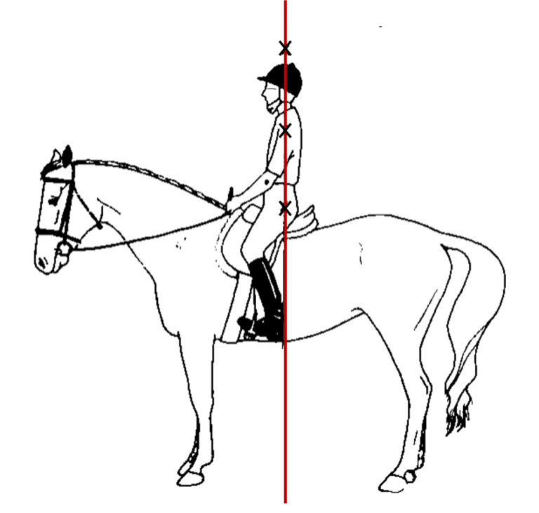 Correct Rider Position | HORSE COURSES ONLINE