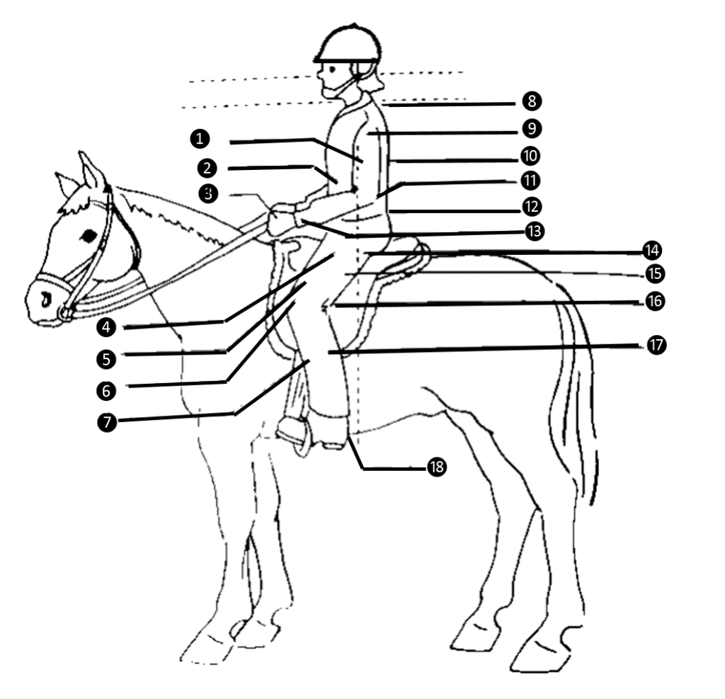 Muscles Used In Riding Horse Courses Online