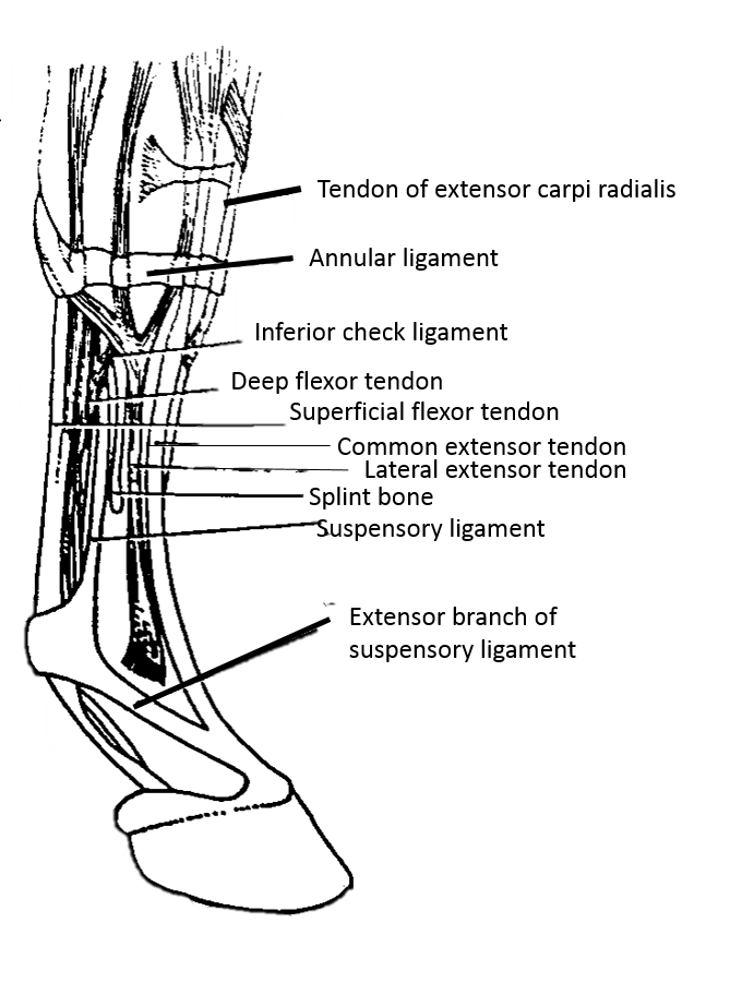 parts of the horse legs 2 | Horse Courses Online