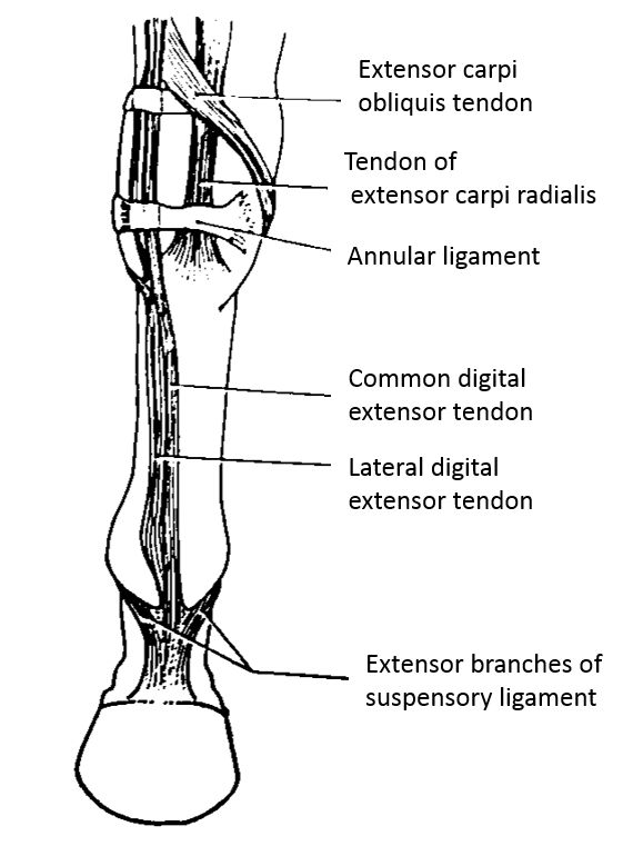 parts of the horse- legs | Horse Courses Online