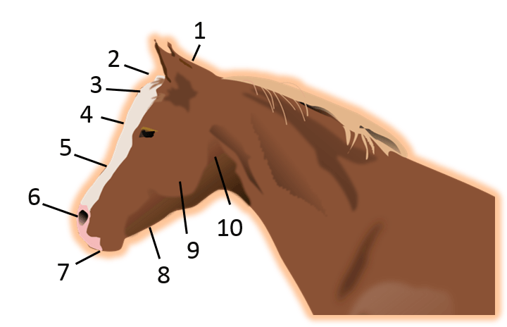 horse-head-anatomy