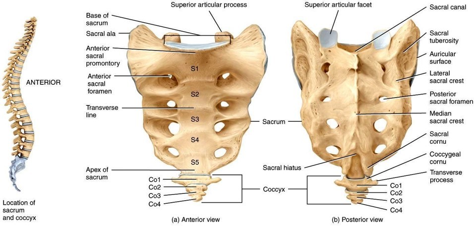 sacrum & coccyx | Horse Courses Online