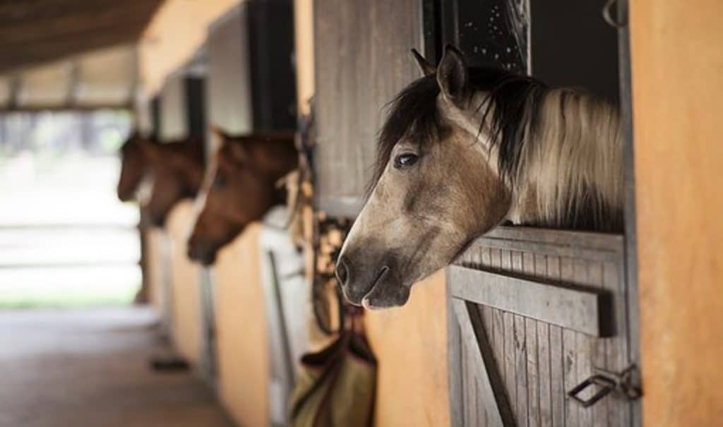 Stable Management Advanced Horse Courses Online