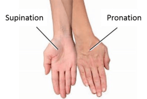 supination and pronation | HORSE COURSES ONLINE